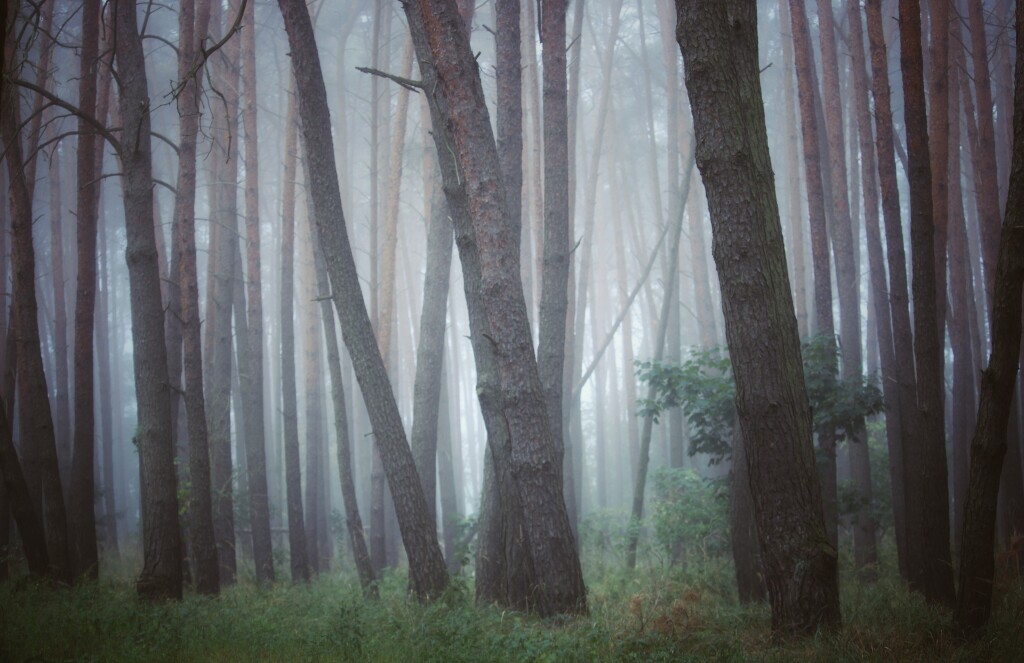 Wielkopolski Park Narodowy